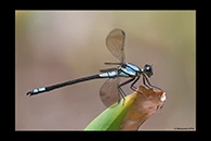 PhotoID: AusDa313. Tropical Rockmaster (Diphlebia euphoeoides) - male