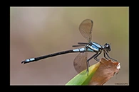 PhotoID: AusDa314. Tropical Rockmaster (Diphlebia euphoeoides) - male