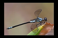 PhotoID: AusDa315. Tropical Rockmaster (Diphlebia euphoeoides) - male