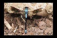 PhotoID: AusDa316. Tropical Rockmaster (Diphlebia euphoeoides) - male