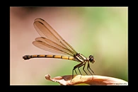 PhotoID: AusDa317. Tropical Rockmaster (Diphlebia euphoeoides) - female