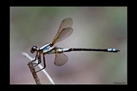 PhotoID: AusDa318. Tropical Rockmaster (Diphlebia euphoeoides) - male