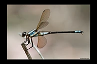 PhotoID: AusDa319. Tropical Rockmaster (Diphlebia euphoeoides) - male