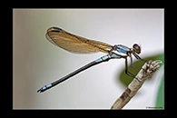 PhotoID: AusDa321. Tropical Rockmaster (Diphlebia euphoeoides) - male