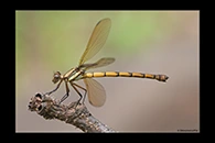 PhotoID: AusDa327. Tropical Rockmaster (Diphlebia euphoeoides) - female