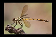 PhotoID: AusDa328. Tropical Rockmaster (Diphlebia euphoeoides) - female