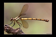 PhotoID: AusDa329. Tropical Rockmaster (Diphlebia euphoeoides) - female