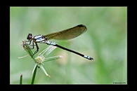 PhotoID: AusDa330. Tropical Rockmaster (Diphlebia euphoeoides) - male
