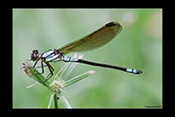 PhotoID: AusDa331. Tropical Rockmaster (Diphlebia euphoeoides) - male
