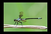 PhotoID: AusDa332. Tropical Rockmaster (Diphlebia euphoeoides) - male