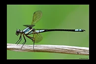 PhotoID: AusDa333. Tropical Rockmaster (Diphlebia euphoeoides) - male