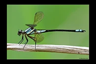 PhotoID: AusDa334. Tropical Rockmaster (Diphlebia euphoeoides) - male