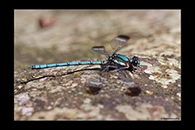 PhotoID: AusDa119. Whitewater Rockmaster (Diphlebia lestoides) - male