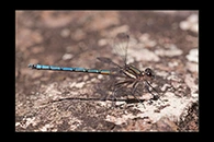 PhotoID: AusDa191. Whitewater Rockmaster (Diphlebia lestoides) - male