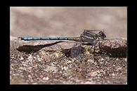 PhotoID: AusDa192. Whitewater Rockmaster (Diphlebia lestoides) - male