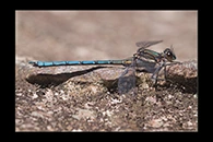PhotoID: AusDa193. Whitewater Rockmaster (Diphlebia lestoides) - male