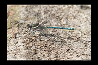 PhotoID: AusDa230. Whitewater Rockmaster (Diphlebia lestoides) - male