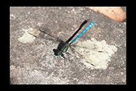 PhotoID: AusDa254. Whitewater Rockmaster (Diphlebia lestoides) - male
