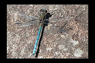 PhotoID: AusDa256. Whitewater Rockmaster (Diphlebia lestoides) - male
