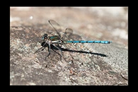 PhotoID: AusDa257. Whitewater Rockmaster (Diphlebia lestoides) - male