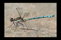 PhotoID: AusDa376. Whitewater Rockmaster (Diphlebia lestoides) - male