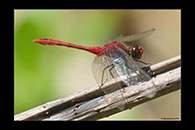 PhotoID: AusDr004. Wandering Percher (Diplacodes bipunctata) - male