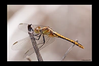 PhotoID: AusDr005. Wandering Percher (Diplacodes bipunctata) - female