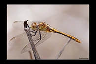 PhotoID: AusDr007. Wandering Percher (Diplacodes bipunctata) - female