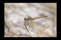PhotoID: AusDr008. Wandering Percher (Diplacodes bipunctata) - female