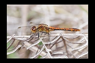 PhotoID: AusDr011. Wandering Percher (Diplacodes bipunctata) - female