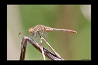 PhotoID: AusDr204. Wandering Percher (Diplacodes bipunctata) - female