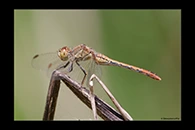 PhotoID: AusDr205. Wandering Percher (Diplacodes bipunctata) - female