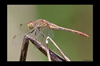 PhotoID: AusDr206. Wandering Percher (Diplacodes bipunctata) - female