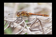PhotoID: AusDr216. Wandering Percher (Diplacodes bipunctata) - female