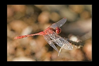 PhotoID: AusDr217. Wandering Percher (Diplacodes bipunctata) - male