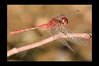 PhotoID: AusDr218. Wandering Percher (Diplacodes bipunctata) - male