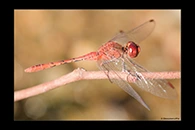 PhotoID: AusDr219. Wandering Percher (Diplacodes bipunctata) - male