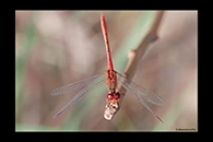 PhotoID: AusDr220. Wandering Percher (Diplacodes bipunctata) - male
