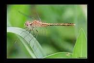 PhotoID: AusDr298. Wandering Percher (Diplacodes bipunctata) - female
