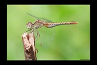 PhotoID: AusDr386. Wandering Percher (Diplacodes bipunctata) - female