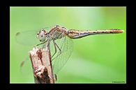 PhotoID: AusDr387. Wandering Percher (Diplacodes bipunctata) - female