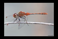 PhotoID: AusDr388. Wandering Percher (Diplacodes bipunctata) - male