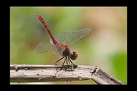 PhotoID: AusDr675. Wandering Percher (Diplacodes bipunctata) - male