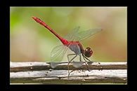 PhotoID: AusDr676. Wandering Percher (Diplacodes bipunctata) - male