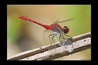 PhotoID: AusDr677. Wandering Percher (Diplacodes bipunctata) - male