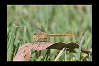 PhotoID: AusDr065. Scarlet Percher (Diplacodes haematodes) - female