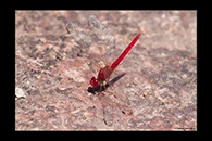 PhotoID: AusDr083. Scarlet Percher (Diplacodes haematodes) - male
