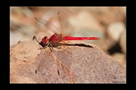 PhotoID: AusDr084. Scarlet Percher (Diplacodes haematodes) - male