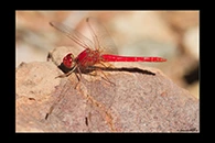 PhotoID: AusDr222. Scarlet Percher (Diplacodes haematodes) - male