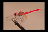PhotoID: AusDr223. Scarlet Percher (Diplacodes haematodes) - male